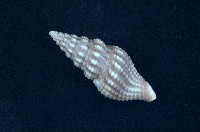 藏品(河村捲管螺)的圖片